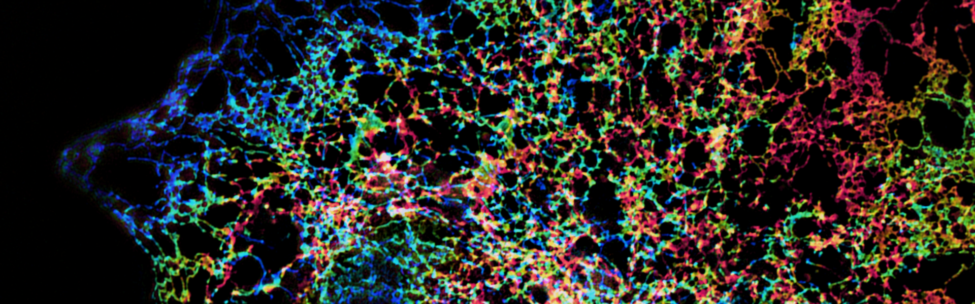 BMB Molecular Banner